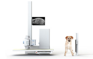 Veterinary Digital X-Ray System with Horizontal Beam Radiography Technology