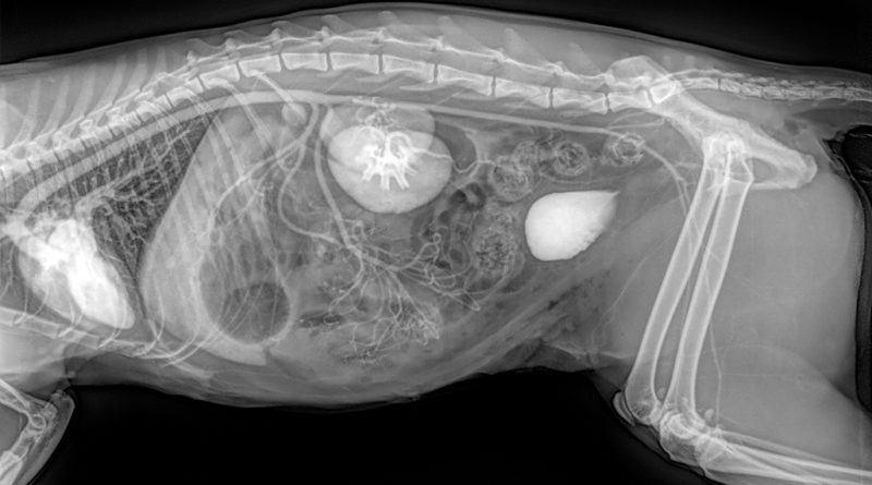Canine x-ray horizontal SID