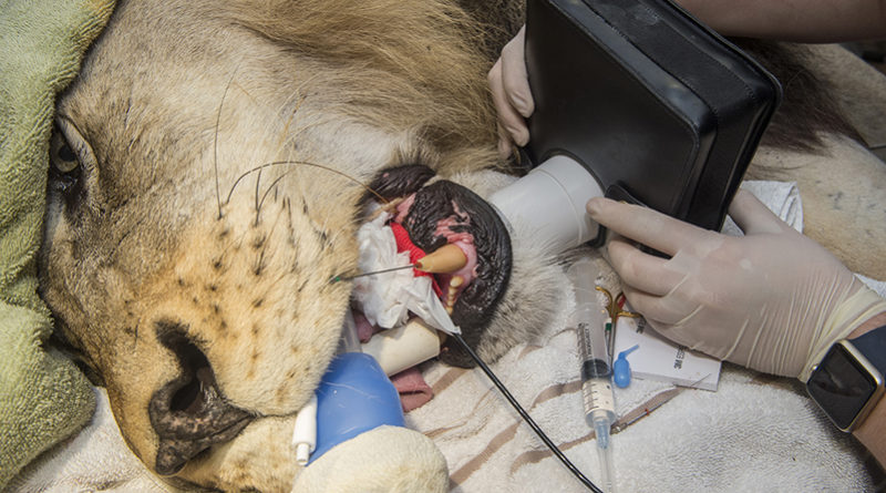 MyVet Lion intraoral exam