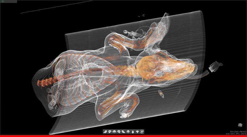 MYVET CT i3Dsl – The preferred whole body scanning method