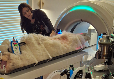 Advanced Diagnostics for New Hampshire: MyVet CT i3D Arrives at Vogel Veterinary Emergency