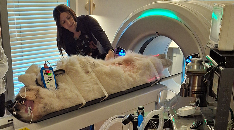 Advanced Diagnostics for New Hampshire: MyVet CT i3D Arrives at Vogel Veterinary Emergency